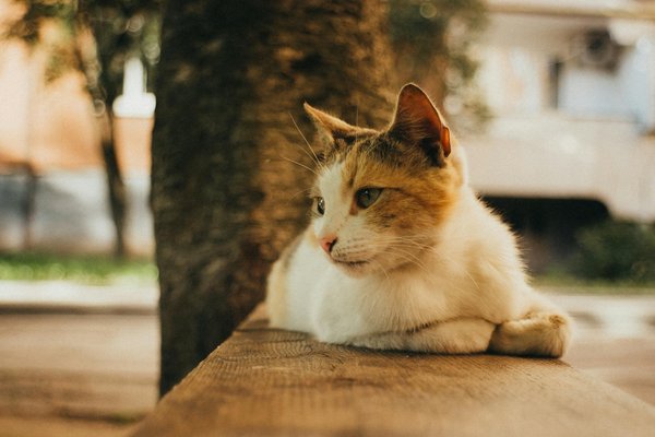 Wat zijn de meest intelligente diersoorten?